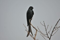 Dicrurus macrocercus