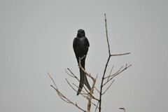 Dicrurus macrocercus