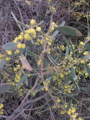 Acacia