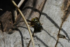 Vespula acadica