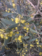 Acacia