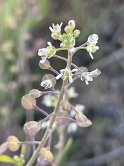 Lepidium nitidum
