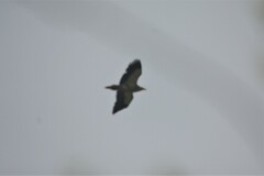 Neophron percnopterus