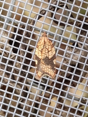 Acleris rhombana