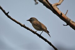Ficedula