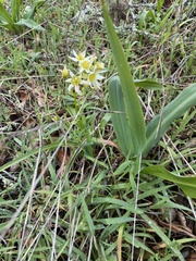 Toxicoscordion fremontii