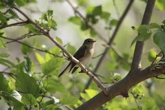 Ficedula