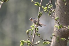 Ficedula