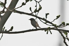 Ficedula