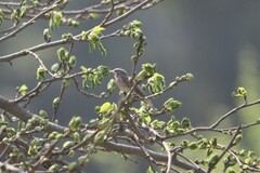 Ficedula