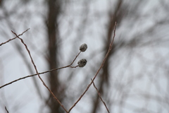 Rabdophaga strobiloides