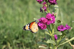 Danaus chrysippus