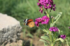 Danaus chrysippus