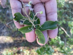 Vitex trifolia