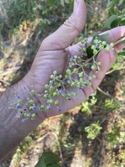 Vitex trifolia