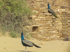 Pavo cristatus