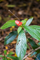 Palicourea tomentosa