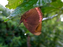 Biblis hyperia