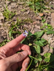 Viola missouriensis