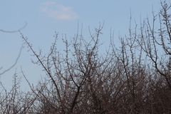 Pyrus bourgaeana