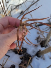 Dulichium arundinaceum