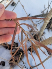 Dulichium arundinaceum