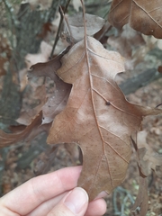 Quercus texana