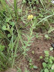 Lasiosiphon kraussianus kraussianus