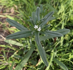 Buglossoides arvensis