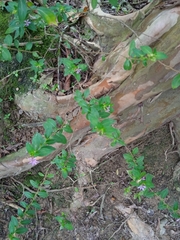 Cuphea carthagenensis