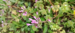 Lamium amplexicaule