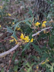 Berberis trifoliolata