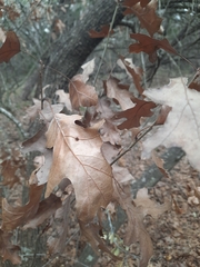 Quercus texana