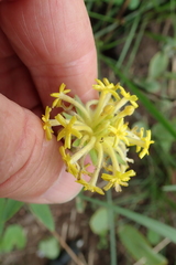 Lasiosiphon kraussianus kraussianus