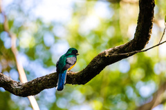 Trogon rufus