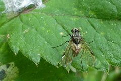 Chrysopilus cristatus
