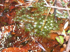 Sphagnum cuspidatum