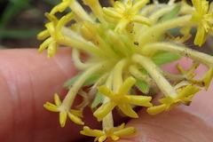 Lasiosiphon kraussianus kraussianus