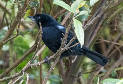 Diglossa lafresnayii