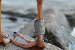 Chroicocephalus ridibundus