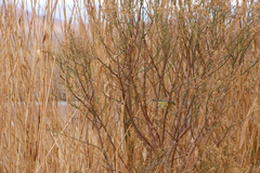 Leiothlypis celata