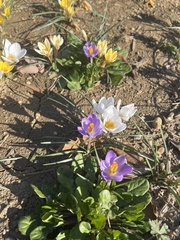 Crocus biflorus