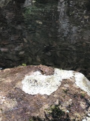 Glandirana rugosa