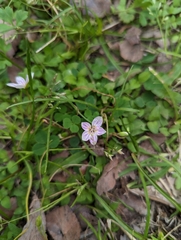 Claytonia virginica