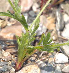 Gilia