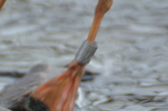 Chroicocephalus ridibundus