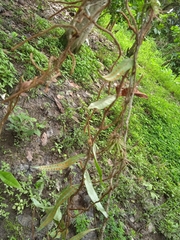 Microgramma squamulosa