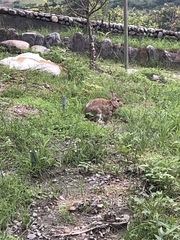 Lepus sinensis formosus