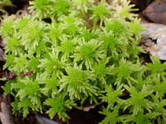 Sphagnum recurvum