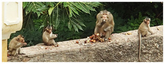 Macaca fascicularis condorensis